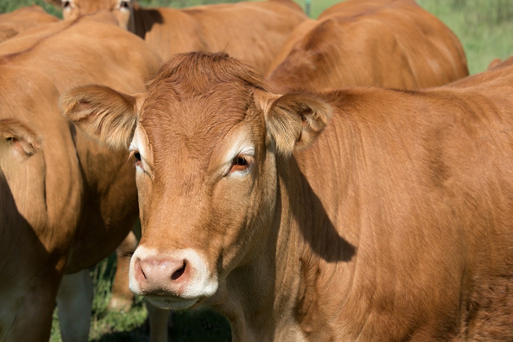 slikken van de heen natuurgebied natuur hdr Konikspaarden Uitkijktoren schotse hooglanders natuurmonumenten wisenten